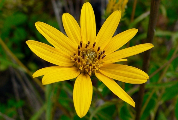 {Helianthus longifolius}
